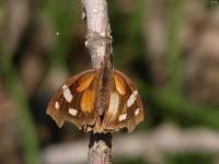 American Snout Butterfly