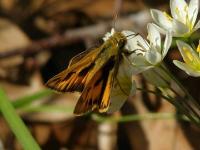 Fiery Skipper Butterfly