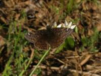 Duskywing Butterfly