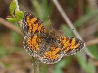 Pearl Crescent Butterfly