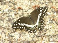 Palamedes Swallowtail Butterfly