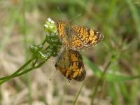 Crescent Butterfly