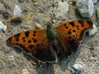 Question Mark Butterfly