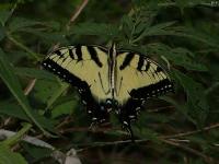 Eastern Tiger Swallowtail Butterfly