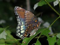 Red Spotted Purple Butterfly