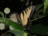 Eastern Tiger Swallowtail Butterfly