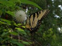 Eastern Tiger Swallowtail Butterfly