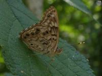 Hackberry Emperor Butterfly