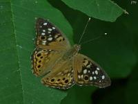 Hackberry Emperor Butterfly