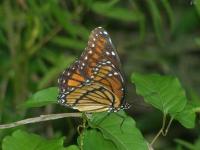 Viceroy Butterfly