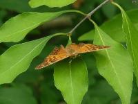 Tawny Emperor Butterfly