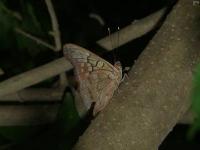 Tawny Emperor Butterfly