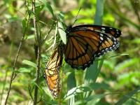 Viceroy Butterfly