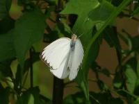 Great Southern White Butterfly