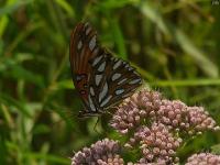 Gulf Fritillary Butterfly