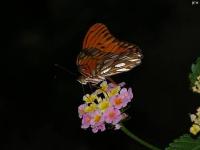 Gulf Fritillary Butterfly