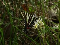 Zebra Swallowtail Butterfly