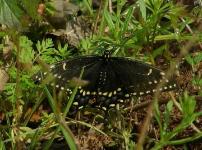 Black Swallowtail Butterfly