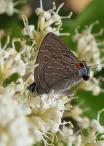 Striped Hairstreak Butterfly