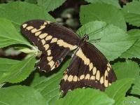 Giant Swallowtail Butterfly