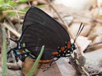 Great Purple Hairstreak Butterfly