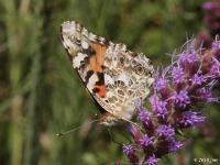 Painted Lady Butterfly