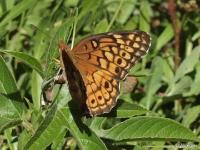 Variegated Fritillary Butterfly