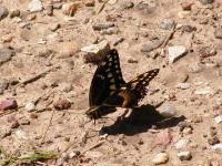 Palamedes Swallowtail Butterfly