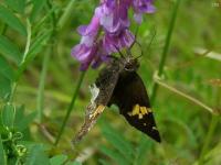 Hoary Edge Butterfly