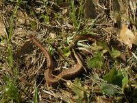 Texas Brown Snake