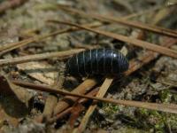 Pill Bug(Woodlouse)