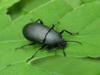 Darkling Beetle