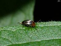 Tumbling Flower Beetle