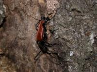 Flower Long-horned Beetle