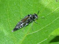 Tumbling Flower Beetle