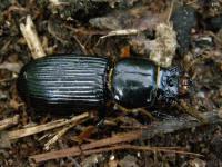 Bess Beetle