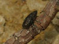 Metallic Wood Boring Beetle