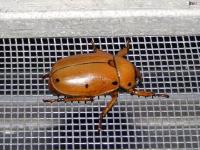 Grapevine Beetle