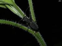 Tiger Beetle