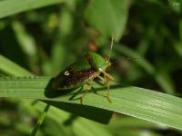 Edessa sp. Stink Bug