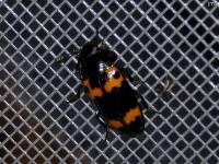 Pleasing Fungus Beetle