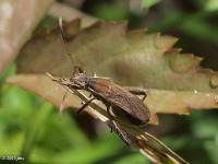 Broad-headed Bug