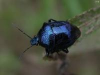 Anchor Stink Bug