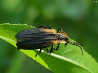 Net-winged Beetle