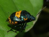 Anchor Stink Bug