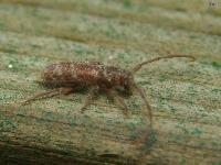 Flat Faced Long-horned Beetle 