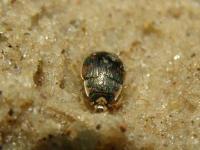 Sand Beetle