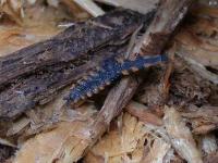 Net Winged Beetle Larvae