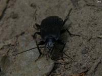 Ground Beetle