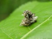 Lacewing Debris Carrying Larvae